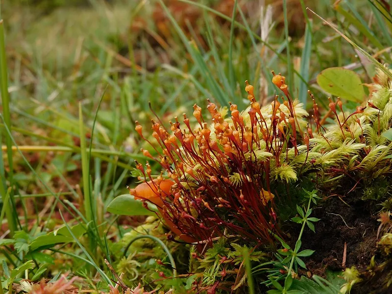 Splachnum Poop オオツボゴケ(Splachnum ampullaceum)| 絶滅と繁栄 | 絶滅と繁栄