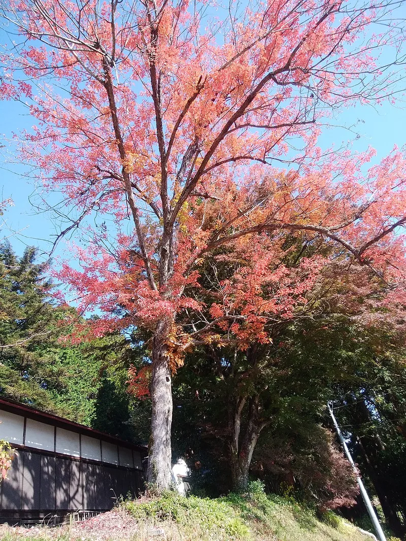 ハナノキ(Acer pycnanthum)| 絶滅と繁栄 | 絶滅と繁栄