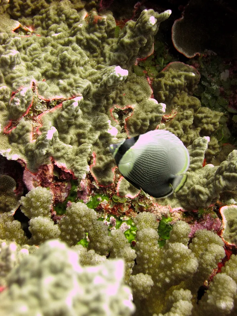 ハクテンカタギ（Chaetodon reticulatus）| 絶滅と繁栄 | 絶滅と繁栄
